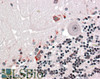 45-220 (2ug/ml) staining of paraffin embedded Mouse Brain. Steamed antigen retrieval with citrate buffer pH 6, HRP-staining.