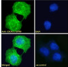 46-412 (0.01µg/ml) staining of NIH3T3 (A) , HEK293 (B) , HepG2 (C) and MCF7 (D) lysates (35µg protein in RIPA buffer) . Detected by chemiluminescence.