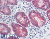 45-214 (0.01ug/ml) staining of Human Colon lysate (35ug protein in RIPA buffer) . Primary incubation was 1 hour. Detected by chemiluminescence.