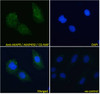 45-232 Immunofluorescence analysis of paraformaldehyde fixed A431 cells, permeabilized with 0.15% Triton. Primary incubation 1hr (10ug/ml) followed by Alexa Fluor 488 secondary antibody (4ug/ml) , showing cytoplasmic and Golgi apparatus staining. The nucl