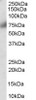 45-232 Immunofluorescence analysis of paraformaldehyde fixed U2OS cells, permeabilized with 0.15% Triton. Primary incubation 1hr (10ug/ml) followed by Alexa Fluor 488 secondary antibody (4ug/ml) , showing cytoplasmic staining. The nuclear stain is DAPI (b