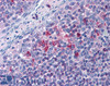 45-241 (3.75ug/ml) staining of paraffin embedded Human Tonsil. Steamed antigen retrieval with citrate buffer pH 6, AP-staining.