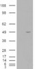 HEK293 overexpressing ILPIP and probed with 45-246 (mock transfection in first lane) .