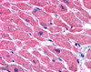 45-246 (3.8ug/ml) staining of paraffin embedded Human Heart. Steamed antigen retrieval with citrate buffer pH 6, AP-staining.