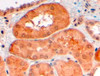 45-248 (4ug/ml) staining of paraffin embedded Human Heart. Steamed antigen retrieval with citrate buffer pH 6, AP-staining.