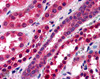 45-250 (3.8ug/ml) staining of paraffin embedded Human Kidney. Steamed antigen retrieval with citrate buffer pH 6, AP-staining.