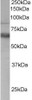 45-257 staining (0.3ug/ml) of Human PBMC lysate (RIPA buffer, 35ug total protein per lane) . Primary incubated for 1 hour. Detected by chemiluminescence.