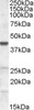 45-270 (5ug/ml) staining of paraffin embedded Human Liver. Steamed antigen retrieval with citrate buffer pH 6, AP-staining.