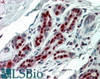 45-272 (3.8ug/ml) staining of paraffin embedded Human Breast. Steamed antigen retrieval with citrate buffer pH 6, AP-staining.