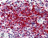 45-279 (0.01ug/ml) staining of Human Liver lysate (35ug protein in RIPA buffer) . Detected by chemiluminescence.