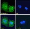 45-289 (4ug/ml) staining of paraffin embedded Human Placenta. Steamed antigen retrieval with citrate buffer pH 6, AP-staining.