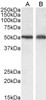 46-378 (3.75ug/ml) staining of paraffin embedded Human Placenta. Steamed antigen retrieval with citrate buffer pH 6, AP-staining.