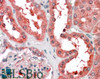 45-299 (3.8ug/ml) staining of paraffin embedded Human Kidney. Steamed antigen retrieval with citrate buffer pH 6, AP-staining.