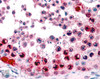 45-305 (3.8ug/ml) staining of paraffin embedded Human Testis. Steamed antigen retrieval with citrate buffer pH 6, AP-staining.