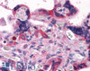 45-316 (3.75ug/ml) staining of paraffin embedded Human Placenta. Steamed antigen retrieval with citrate buffer pH 6, AP-staining.