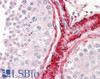 45-318 (3.75ug/ml) staining of paraffin embedded Human Testis. Steamed antigen retrieval with citrate buffer pH 6, AP-staining.