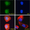 45-325 Immunofluorescence analysis of paraformaldehyde fixed U2OS cells, permeabilized with 0.15% Triton. Primary incubation 1hr (10ug/ml) followed by Alexa Fluor 488 secondary antibody (2ug/ml) , showing nuclear staining. Actin filaments were stained wit