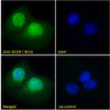 45-326 Immunofluorescence analysis of paraformaldehyde fixed U2OS cells, permeabilized with 0.15% Triton. Primary incubation 1hr (10ug/ml) followed by Alexa Fluor 488 secondary antibody (2ug/ml) , showing nuclear staining. The nuclear stain is DAPI (blue)