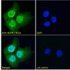 45-326 Immunofluorescence analysis of paraformaldehyde fixed A431 cells, permeabilized with 0.15% Triton. Primary incubation 1hr (10ug/ml) followed by Alexa Fluor 488 secondary antibody (2ug/ml) , showing nuclear and weak cytoplasmic staining. The nuclear