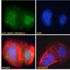 45-344 Immunofluorescence analysis of paraformaldehyde fixed U2OS cells, permeabilized with 0.15% Triton. Primary incubation 1hr (10ug/ml) followed by Alexa Fluor 488 secondary antibody (2ug/ml) , showing nuclear staining. Actin filaments were stained wit