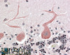 45-384 (3.8ug/ml) staining of paraffin embedded Human Cerebellum Steamed antigen retrieval with citrate buffer pH 6, AP-staining.