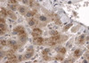 45-406 (2ug/ml) staining of paraffin embedded Human Liver. Steamed antigen retrieval with citrate buffer pH 6, HRP-staining.