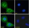 45-417 Immunofluorescence analysis of paraformaldehyde fixed U2OS cells, permeabilized with 0.15% Triton. Primary incubation 1hr (10ug/ml) followed by Alexa Fluor 488 secondary antibody (2ug/ml) , showing mitochondrial staining. The nuclear stain is DAPI