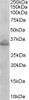 45-432 (2ug/ml) staining of paraffin embedded Mouse Embryo Liver. Steamed antigen retrieval with citrate buffer pH 6, HRP-staining.