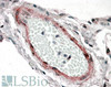 45-433 (0.2ug/ml) staining of Human (A) , Mouse (B) and Rat (C) Kidney lysates (35ug protein in RIPA buffer) . Detected by chemiluminescence