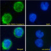 45-435 Immunofluorescence analysis of paraformaldehyde fixed U937 cells permeabilized with 0.15% Triton. Primary incubation 1hr (10ug/ml) followed by Alexa Fluor 488 secondary antibody (4ug/ml) , showing cytoplasmic staining. The nuclear stain is DAPI (bl