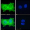 45-441 Immunofluorescence analysis of paraformaldehyde fixed A431 cells, permeabilized with 0.15% Triton. Primary incubation 1hr (10ug/ml) followed by Alexa Fluor 488 secondary antibody (2ug/ml) , showing cytoplasmic and nuclear staining. The nuclear stai
