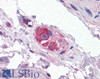45-447 (4ug/ml) staining of paraffin embedded Human Cerebellum. Steamed antigen retrieval with Tris/EDTA buffer pH 9, HRP-staining.