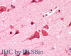 45-471 (0.3ug/ml) staining of Daudi (A) , Jurkat (B) and HepG2 (C) lysates (35ug protein in RIPA buffer) . Detected by chemiluminescence.