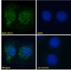 45-487 Immunofluorescence analysis of paraformaldehyde fixed U2OS cells, permeabilized with 0.15% Triton. Primary incubation 1hr (10ug/ml) followed by Alexa Fluor 488 secondary antibody (2ug/ml) , showing nuclear and cytoplasmic staining. The nuclear stai