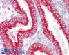 45-501 (4ug/ml) staining of paraffin embedded Human Thyroid Gland. Steamed antigen retrieval with Tris/EDTA buffer pH 9, HRP-staining.