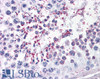 45-505 (3.5ug/ml) staining of paraffin embedded Human Testis. Steamed antigen retrieval with citrate buffer pH 6, AP-staining.