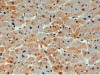 45-512 (4ug/ml) staining of paraffin embedded Human Heart. Steamed antigen retrieval with citrate buffer pH 6, HRP-staining.