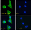 45-513 Immunofluorescence analysis of paraformaldehyde fixed A431 cells, permeabilized with 0.15% Triton. Primary incubation 1hr (10ug/ml) followed by Alexa Fluor 488 secondary antibody (2ug/ml) , showing cytoplasmic and nuclear staining. The nuclear stai
