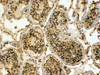 45-518 (4ug/ml) staining of paraffin embedded Human Testis. Steamed antigen retrieval with Tris/EDTA buffer pH 9, HRP-staining. These results could not be obtained after antigen retrieval at pH6.