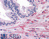 45-531 (3.8ug/ml) staining of paraffin embedded Human Prostate. Steamed antigen retrieval with citrate buffer pH 6, AP-staining.