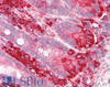 45-536 (3.75ug/ml) staining of paraffin embedded Human Small Intestine. Steamed antigen retrieval with citrate buffer pH 6, AP-staining.