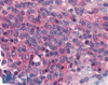 45-539 (2ug/ml) staining of paraffin embedded Human Kidney. Steamed antigen retrieval with citrate buffer pH 6, HRP-staining.