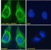 45-551 Immunofluorescence analysis of paraformaldehyde fixed U251 cells, permeabilized with 0.15% Triton. Primary incubation 1hr (10ug/ml) followed by Alexa Fluor 488 secondary antibody (2ug/ml) , showing cytoplasmic staining. The nuclear stain is DAPI (b