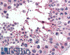 45-558 (5ug/ml) staining of paraffin embedded Human Testis. Steamed antigen retrieval with citrate buffer pH 6, AP-staining.