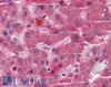 45-559 (3.75ug/ml) staining of paraffin embedded Human Testis. Steamed antigen retrieval with citrate buffer pH 6, AP-staining.