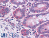 45-563 (3.75ug/ml) staining of paraffin embedded Human Small Intestine. Steamed antigen retrieval with citrate buffer pH 6, AP-staining.