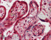 45-568 (2.5ug/ml) staining of paraffin embedded Human Placenta. Steamed antigen retrieval with citrate buffer pH 6, AP-staining.