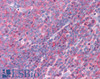 45-572 (3.75ug/ml) staining of paraffin embedded Human Tonsil. Steamed antigen retrieval with citrate buffer pH 6, AP-staining.