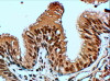 45-576 (4ug/ml) staining of paraffin embedded Human Lung. Steamed antigen retrieval with citrate buffer pH 6, HRP-staining.