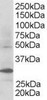 45-583 staining (0.3ug/ml) of Human Kidney lysate (RIPA buffer, 30ug total protein per lane) . Primary incubated for 1 hour. Detected by western blot using chemiluminescence.